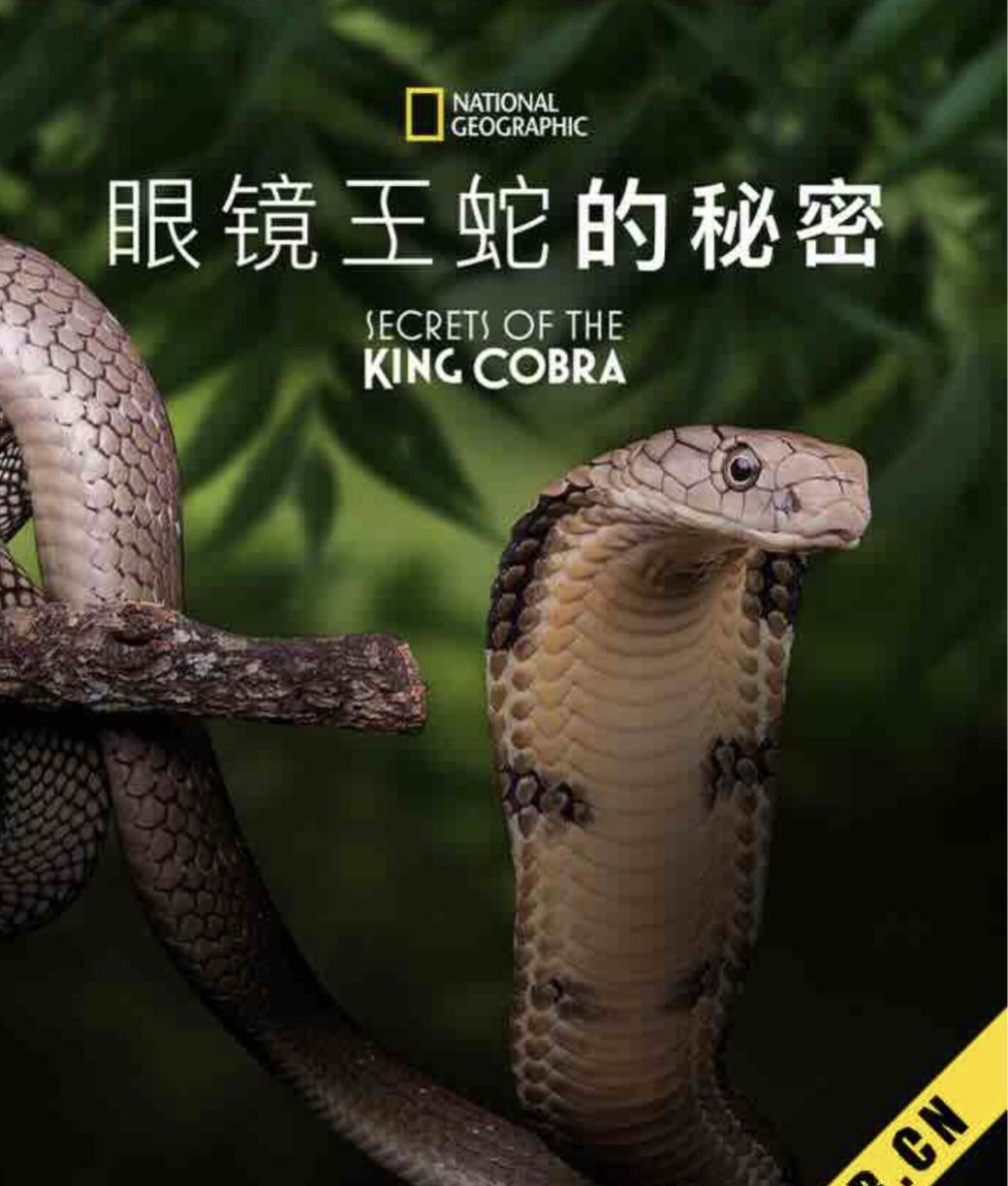眼镜蛇的秘密 (2010) 1080P 中字特效字幕 - 百度网盘 资源封面图