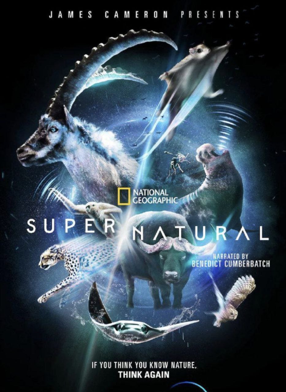 超凡动物奇观 (2022) 4K 杜比视界 全集 内封简繁英字幕 - 百度网盘 资源封面图